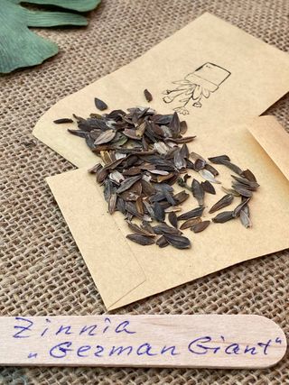 Mix Semi Api & Farfalle 850+ | 6 Varietà