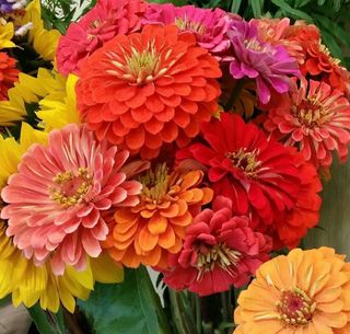 Mix Semi Api & Farfalle 850+ | 6 Varietà