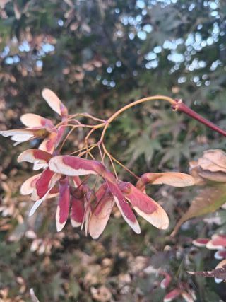 Semi di Acero Giapponese