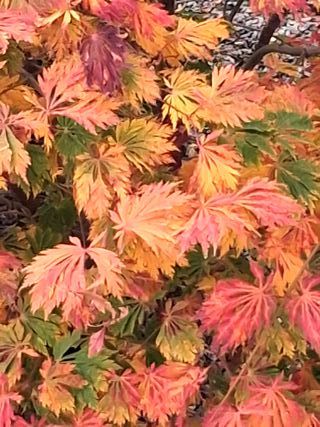 Semi di Acero Giapponese