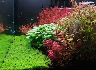Lote de 10+2 plantas de Acuario INICIACION
