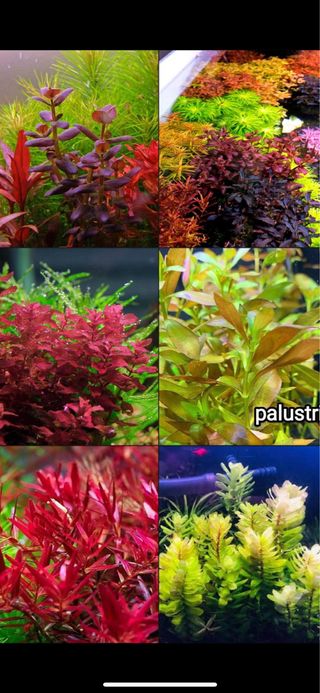 Lote de 10+2 plantas de Acuario INICIACION