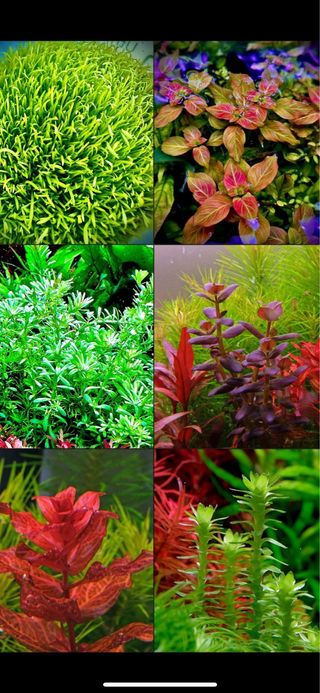 Lote de 10+2 plantas de Acuario INICIACION