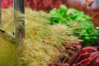 Lote de 10+2 plantas de Acuario INICIACION