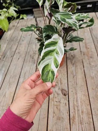 Calathea White Fusion