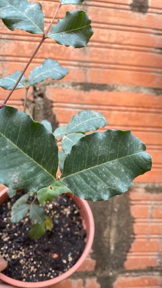 Bonsái de Algarrobo, 1 año pre-bonsái