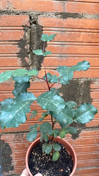 Bonsái de Algarrobo, 1 año pre-bonsái