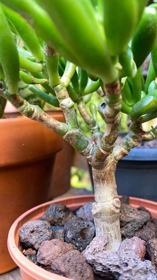 Bonsái Crassula Ovata Gollum Jade #2