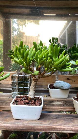 Bonsái Crassula Ovata Gollum Jade #4