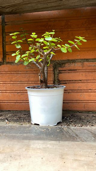 Bonsái Portulacaria Afra