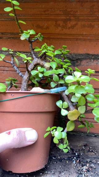 Bonsái Portulacaria Afra