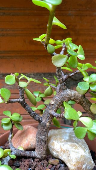 Bonsái Portulacaria Afra