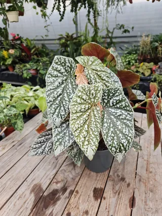 Begonia Snow Capped