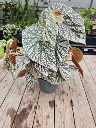 Begonia Snow Capped