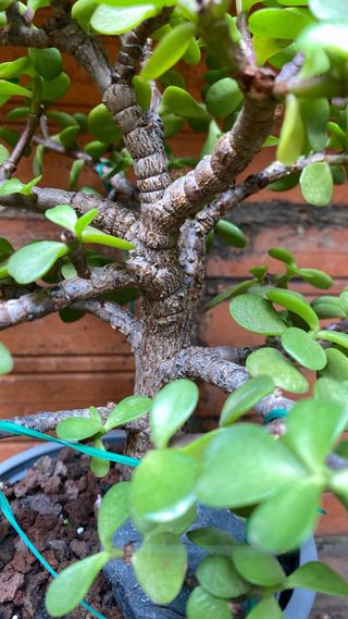 Bonsái Portulacaria Afra