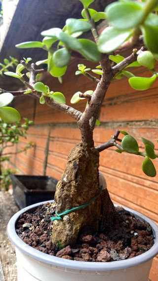 Bonsái Portulacaria Afra