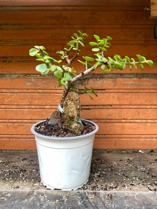 Bonsái Portulacaria Afra