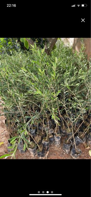 Vendo 105 plantones olivos Arberquina