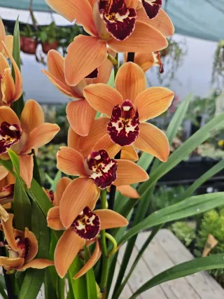 Orquídea Cymbidium