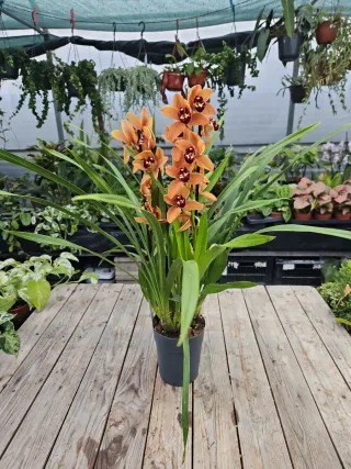 Orquídea Cymbidium