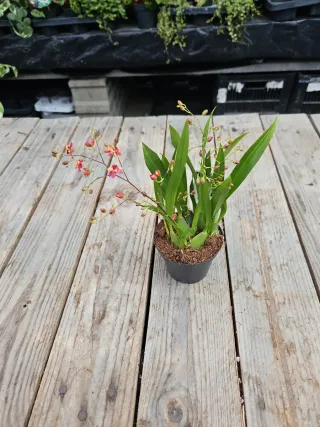 Orquídea Oncidium twincle Miniatura
