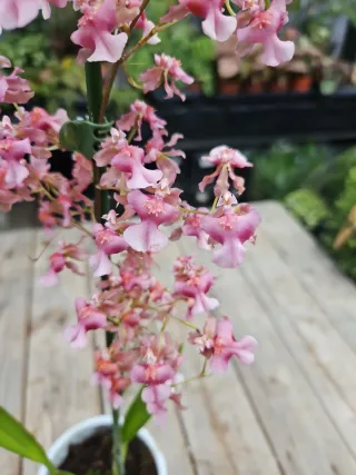 Orquídea Oncidium twincle