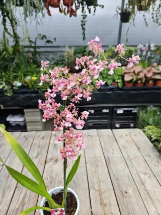 Orquídea Oncidium twincle