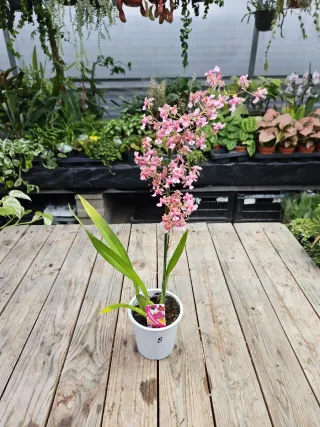 Orquídea Oncidium twincle