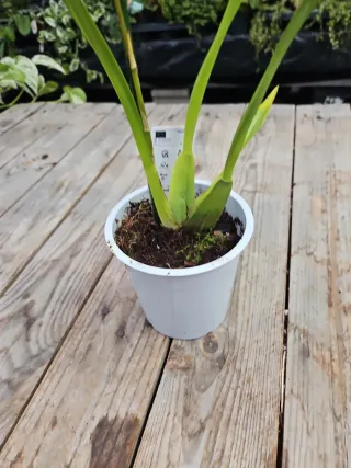 Orquídea Oncidium twincle