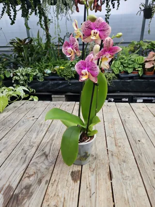 Orquídea Phalaenopsis