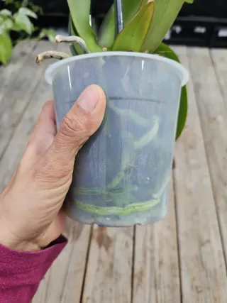 Orquídea Phalaenopsis