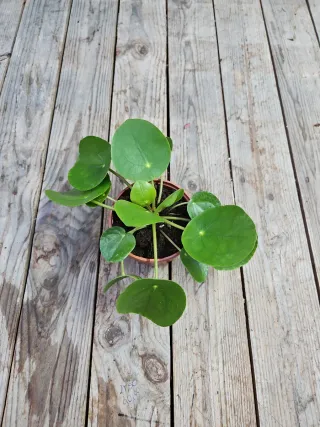 Planta Pilea Peperomioides