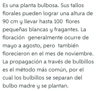 Cebolla de la suerte para regalar