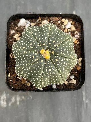Cactus Astrophytum Asterias a forma di stella