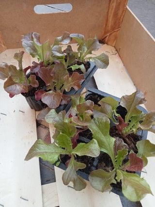 Plantel Lechuga Hoja Roble Roja