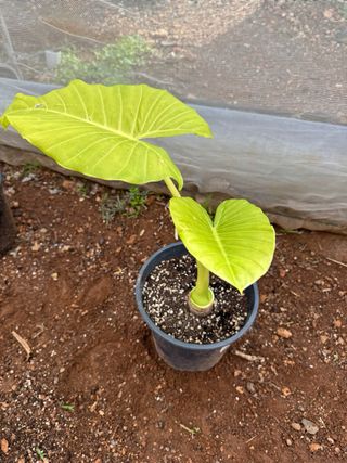 Lengua de Suegra Sansevieria y oreja de elefante