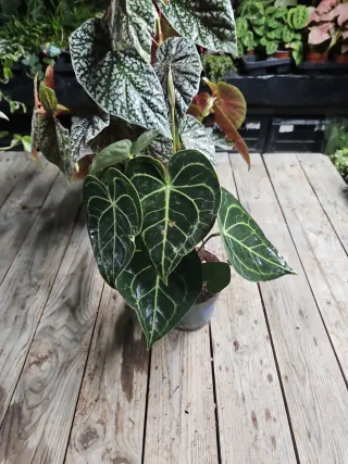 Lote para Cactuzientajungle