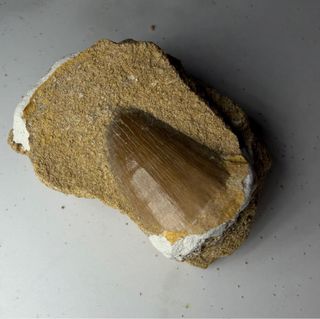 Fósil Diente Mosasaurio en Matriz