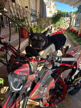 Beta RR SM 86cc 2025