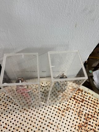 Coppia sculture in plastica