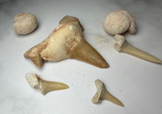 Set Fósiles Dientes Tiburón y Molusco