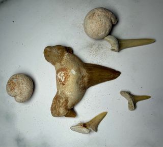 Set Fósiles Dientes Tiburón y Molusco