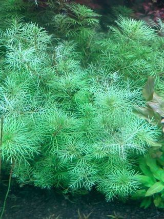 Myriophyllum mattogrossense planta acuática