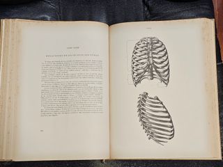 Anatomia artística del cuerpo humano