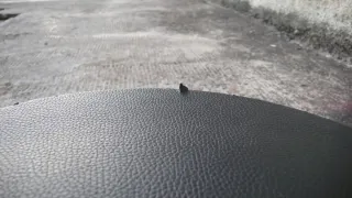 Estuche Rígido Guitarra Semihueca.