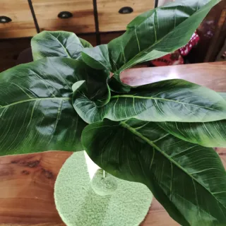 Tiragraffi Palma per Gatti