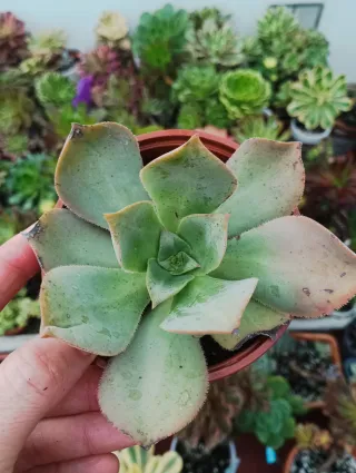 Aeonium haworti híbrido