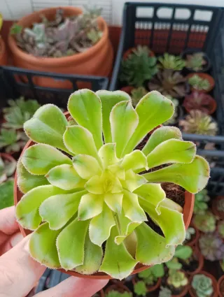 Aeonium arborium albovariegado