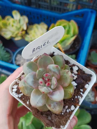 Echeveria ariel