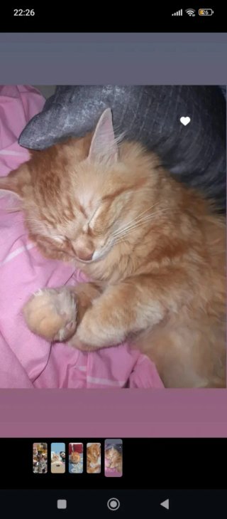 ¡Tu mascota como en casa!  Cuidador en Algete